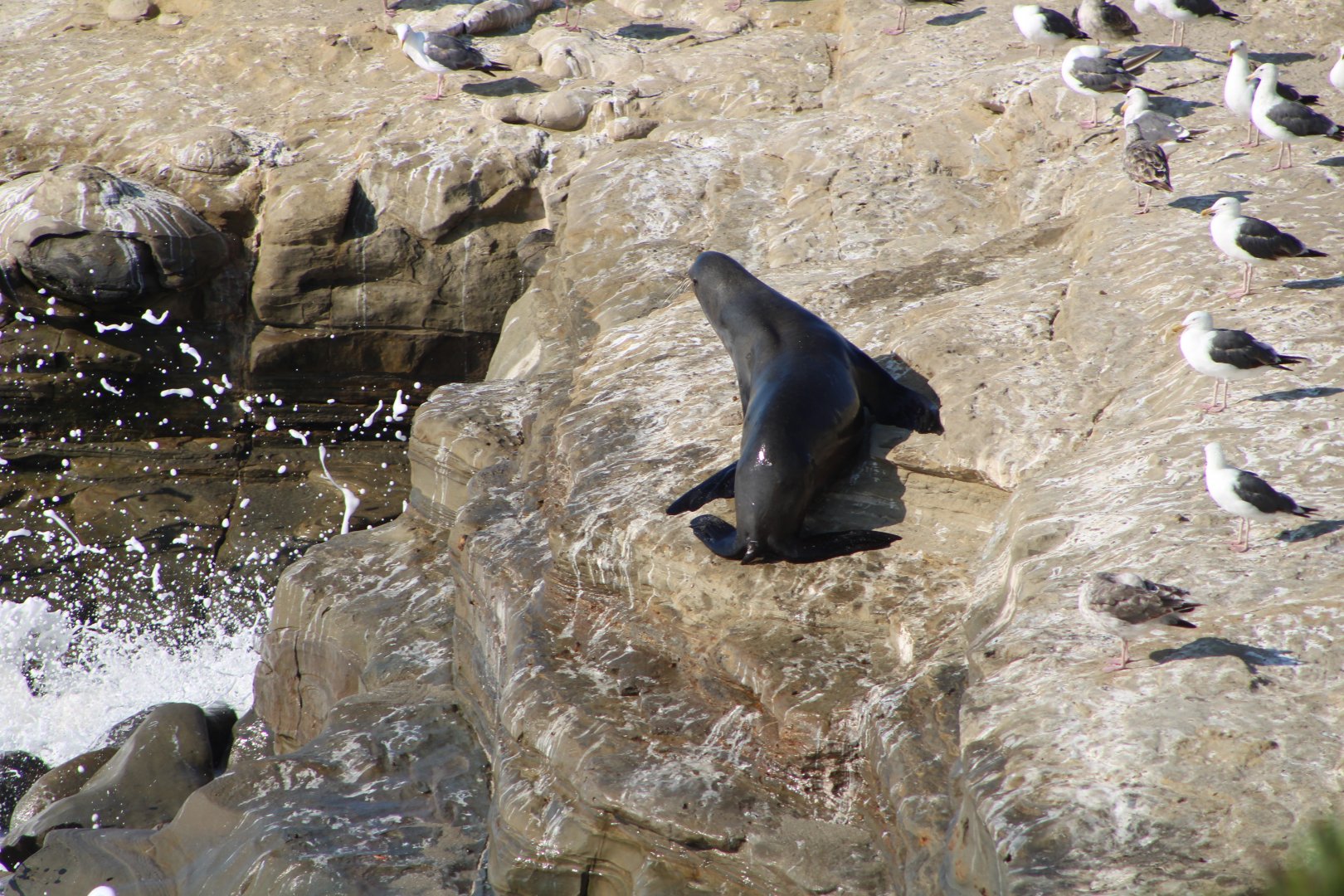 California Sea Lion (Z. californianus) + Western Gulls (L. occidentalis)