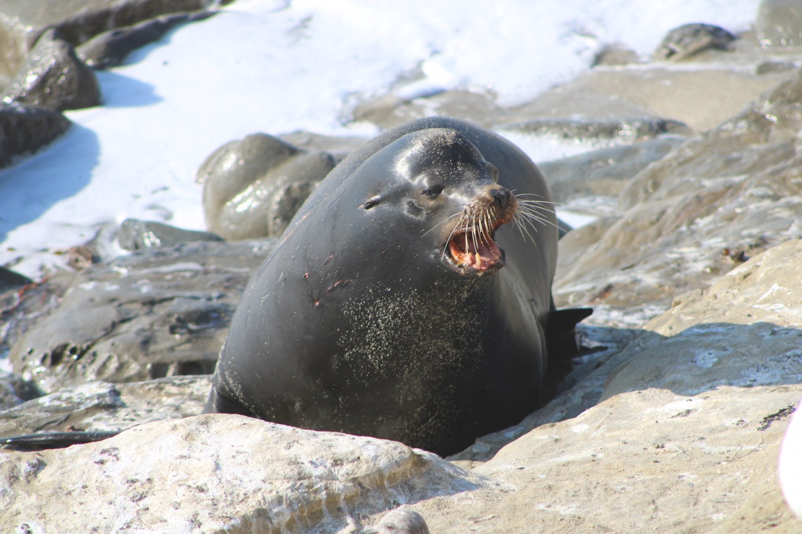 California Sea Lion (Z. californianus)