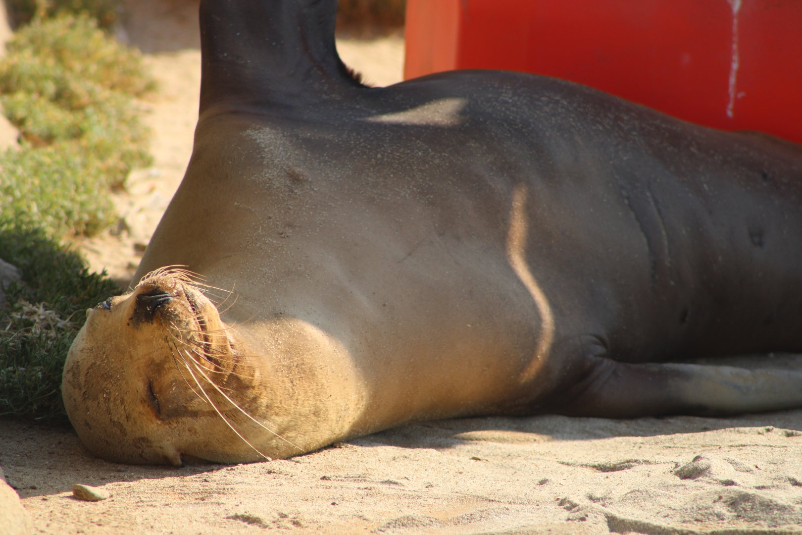 California Sea Lion (Z. californianus)