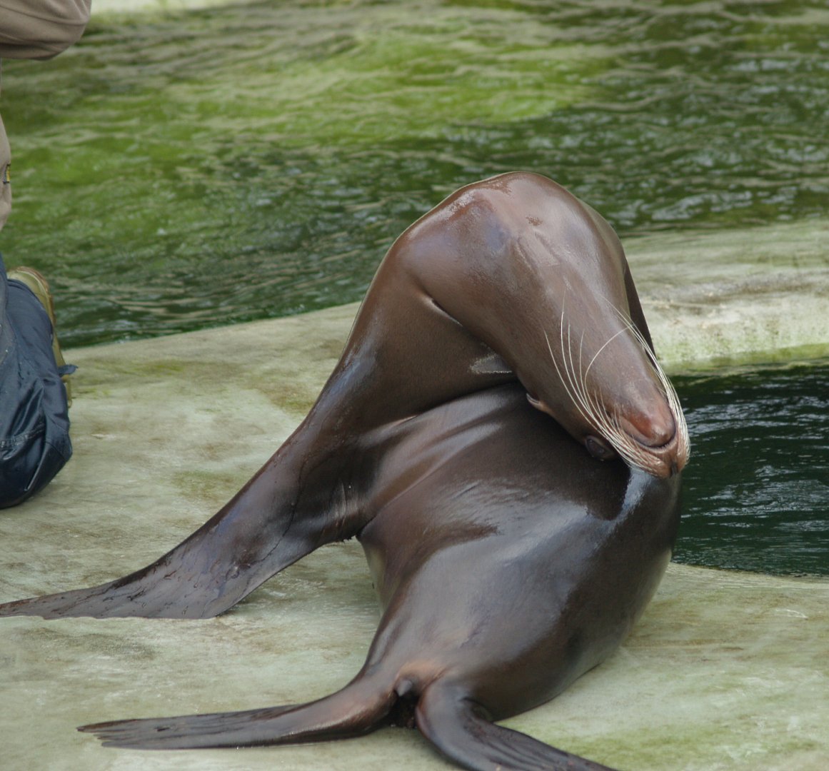 California sea lion (Zalophus californianus), 2008-03-01