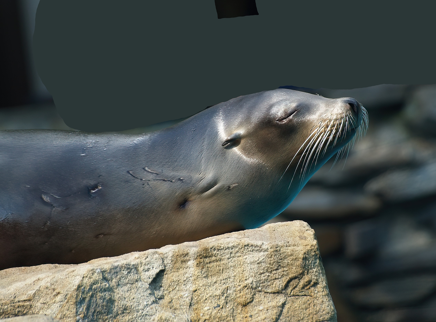 California sea lion (Zalophus californianus), 2008-08-06