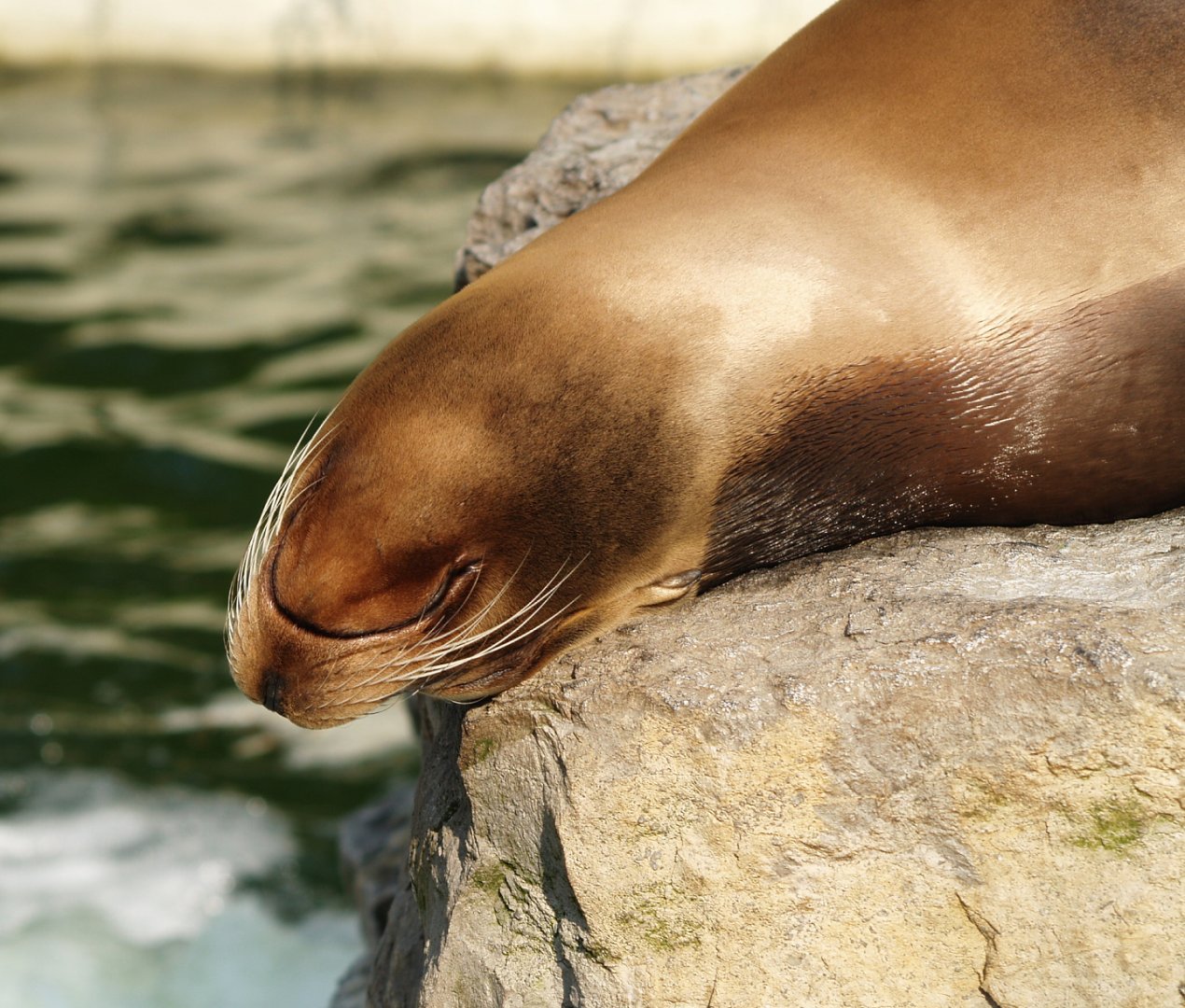 California sea lion (Zalophus californianus), 2009-04-19