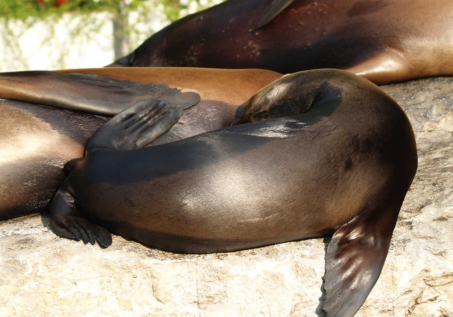 California sea lion (Zalophus californianus), 2009-04-19