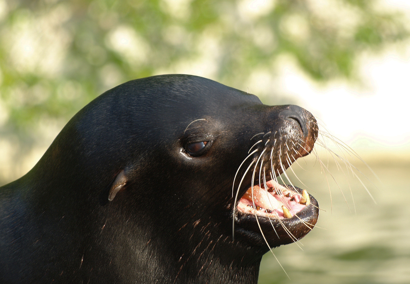 California sea lion (Zalophus californianus), 2009-04-19