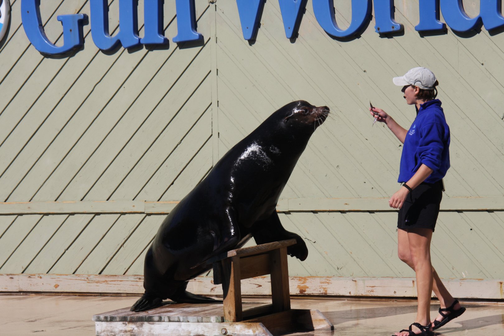California sea lion (Zalophus californianus) 2011