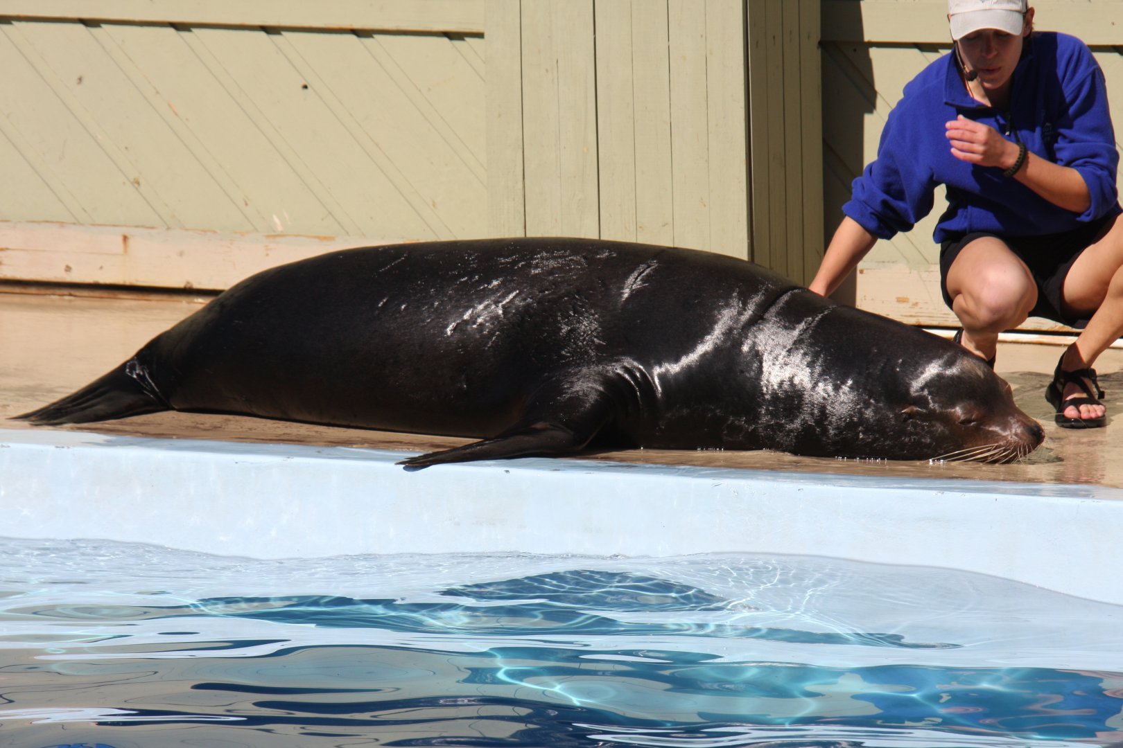 California sea lion (Zalophus californianus) 2011