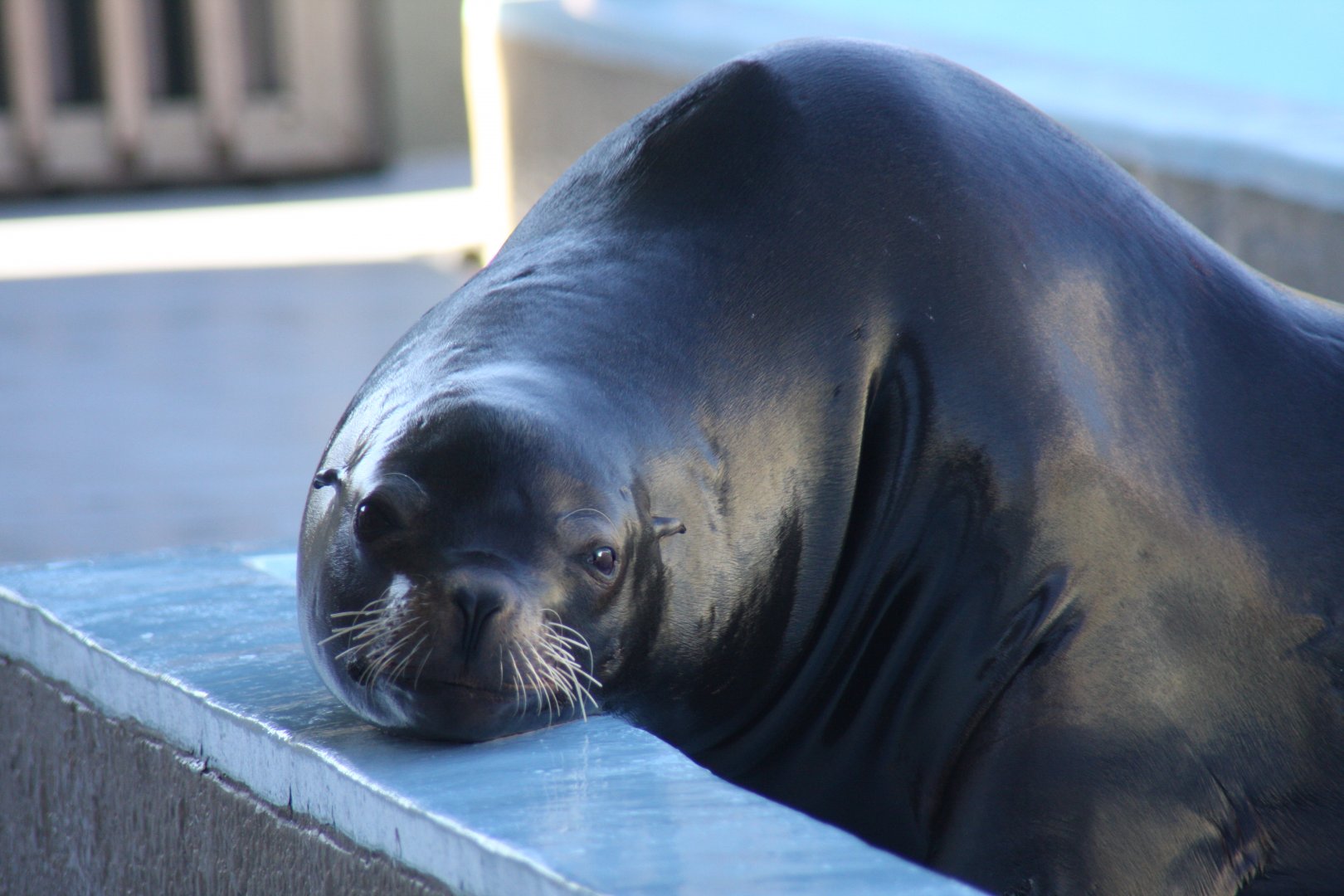 California sea lion (Zalophus californianus) 2011