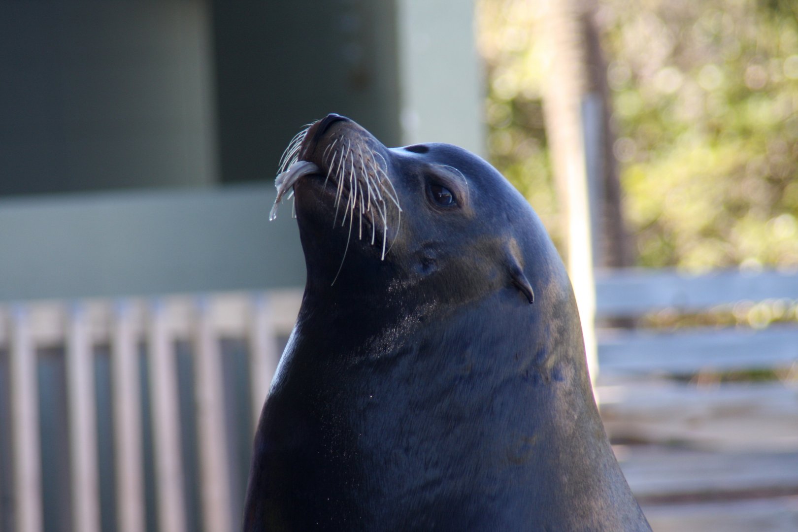 California sea lion (Zalophus californianus) 2011