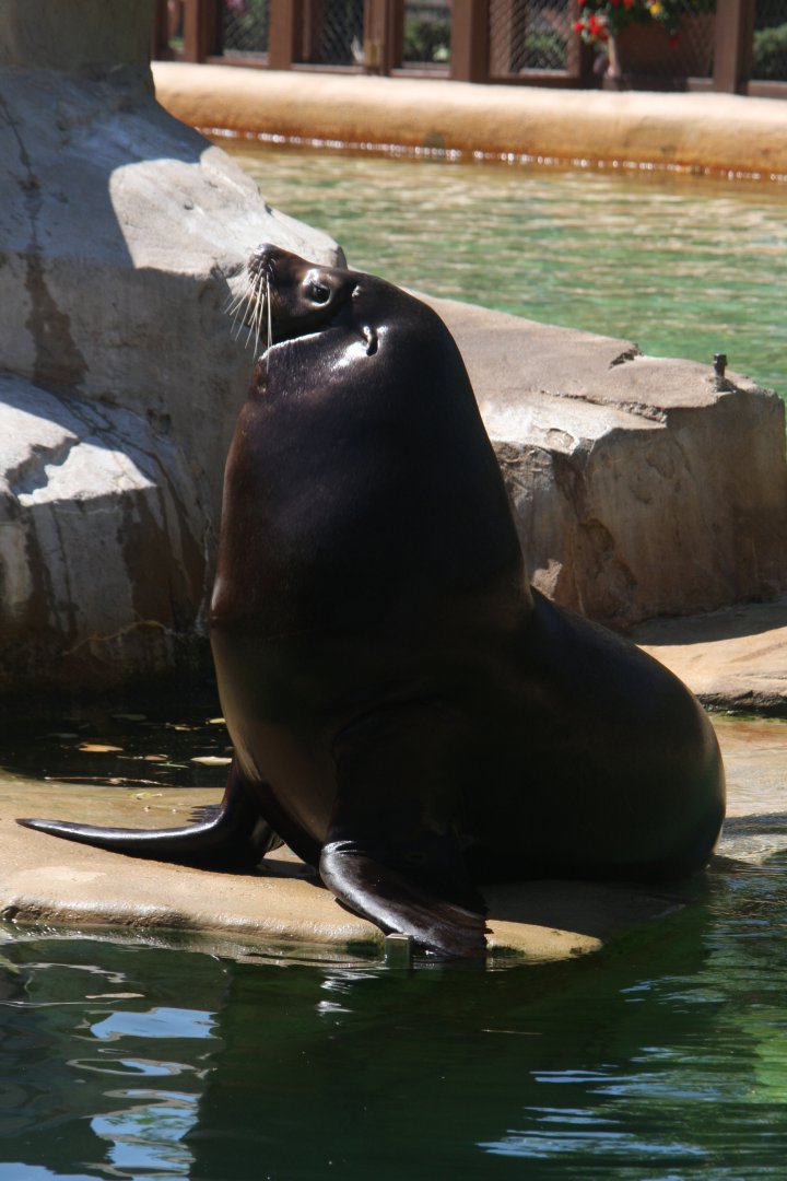 California sea lion (Zalophus californianus) 2013