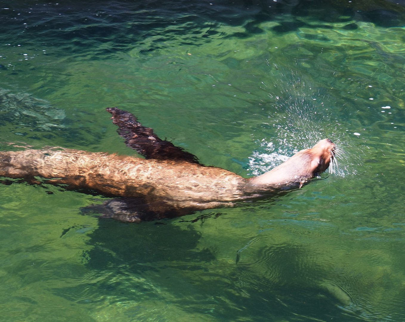 California sea lion (Zalophus californianus), 2021-07-17