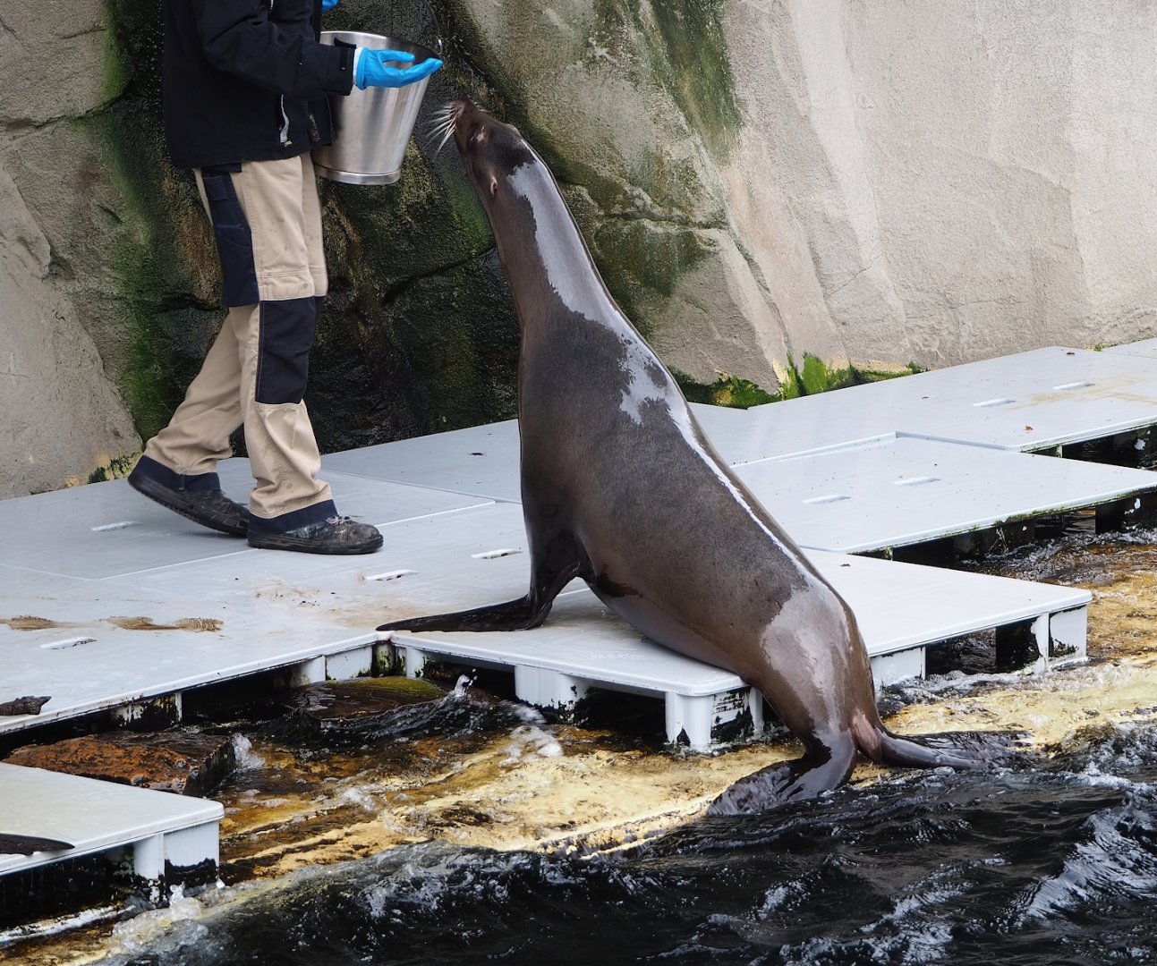 California sea lion (Zalophus californianus), 2023-04-08