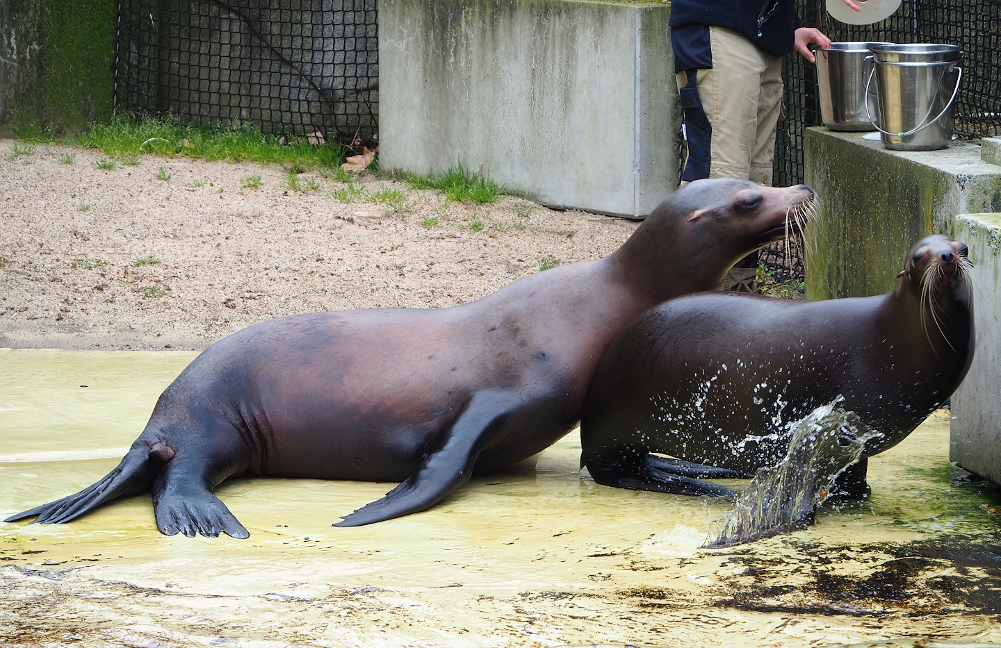 California sea lion (Zalophus californianus), 2023-04-08