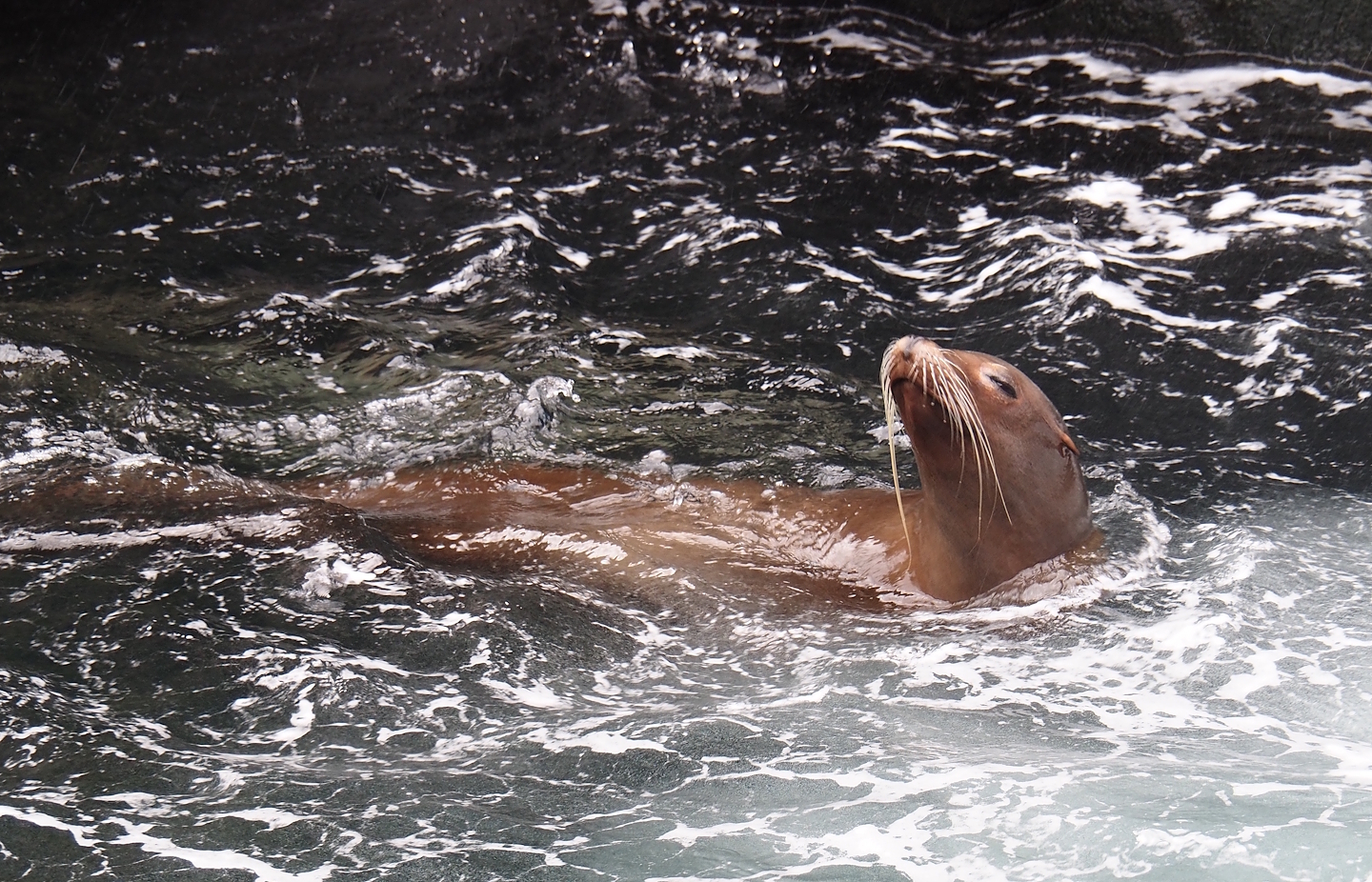 California sea lion (Zalophus californianus), 2024-03-09