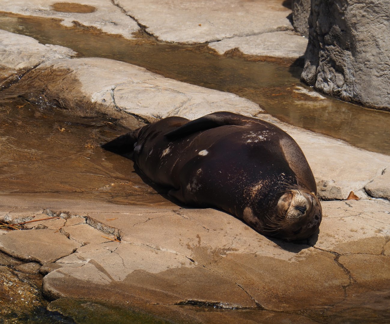 California sea lion (Zalophus californianus), 2024-06-30