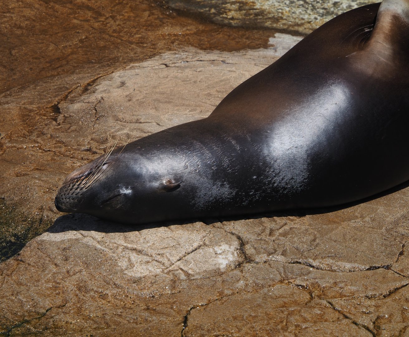California sea lion (Zalophus californianus), 2024-06-30