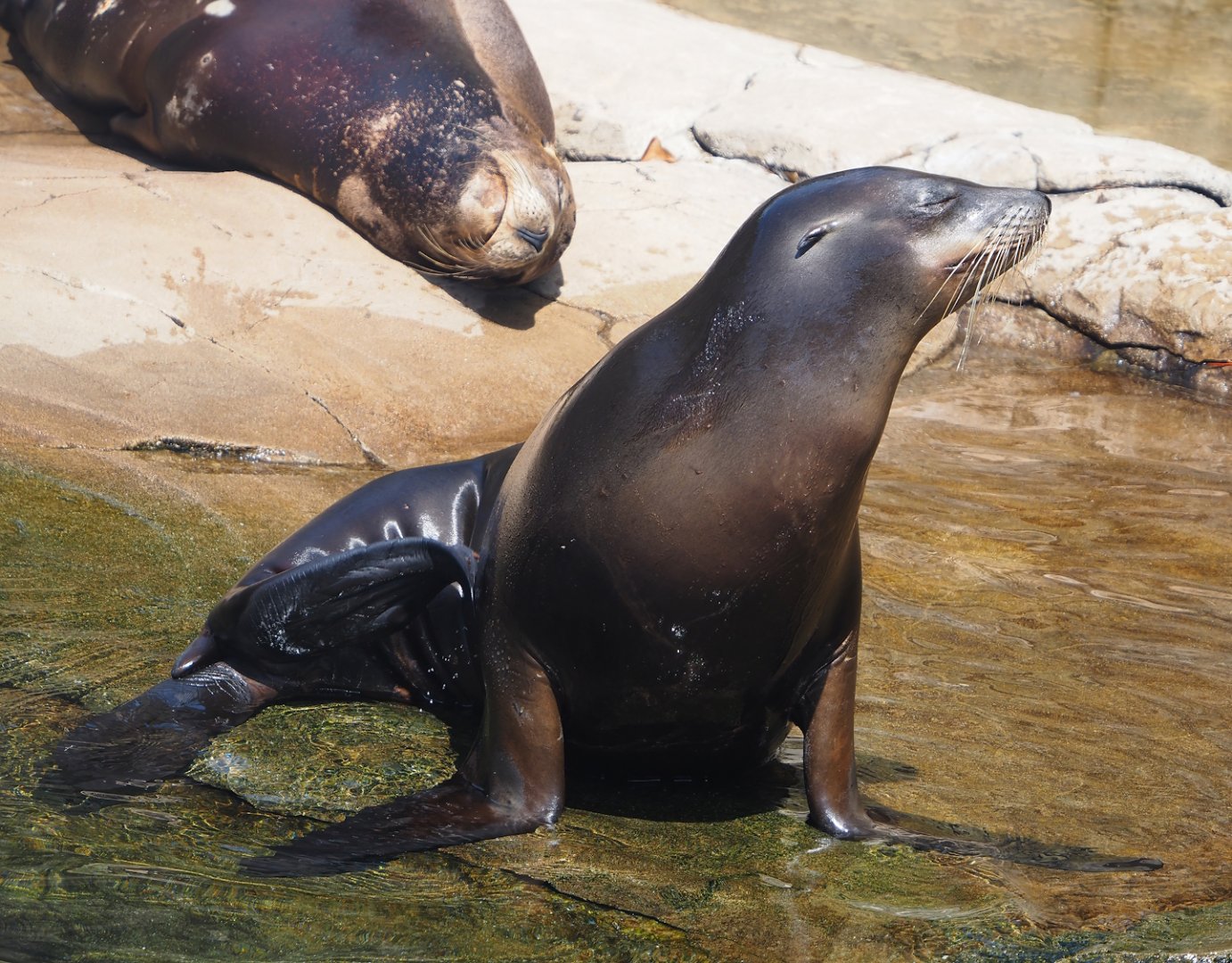 California sea lion (Zalophus californianus), 2024-06-30