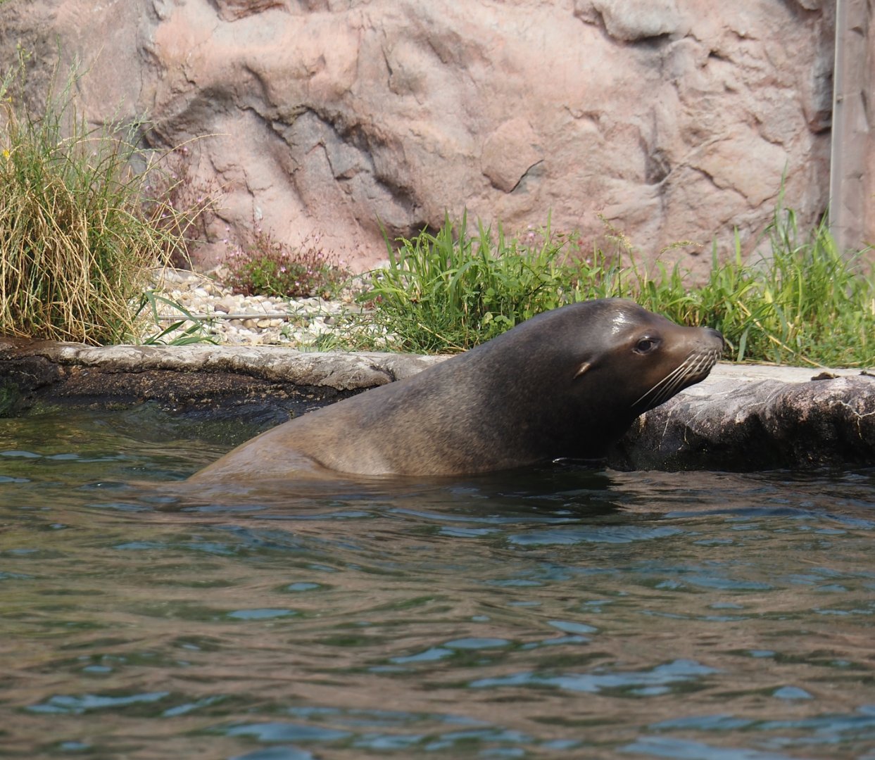 California sea lion (Zalophus californianus), 2024-08-05