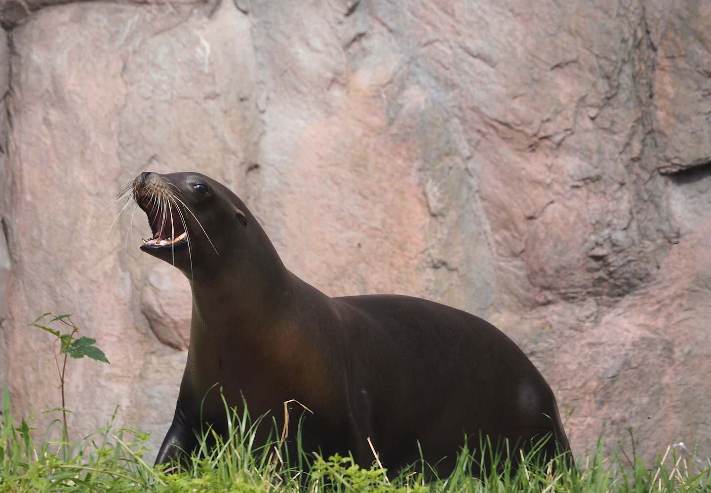 California sea lion (Zalophus californianus), 2024-08-05