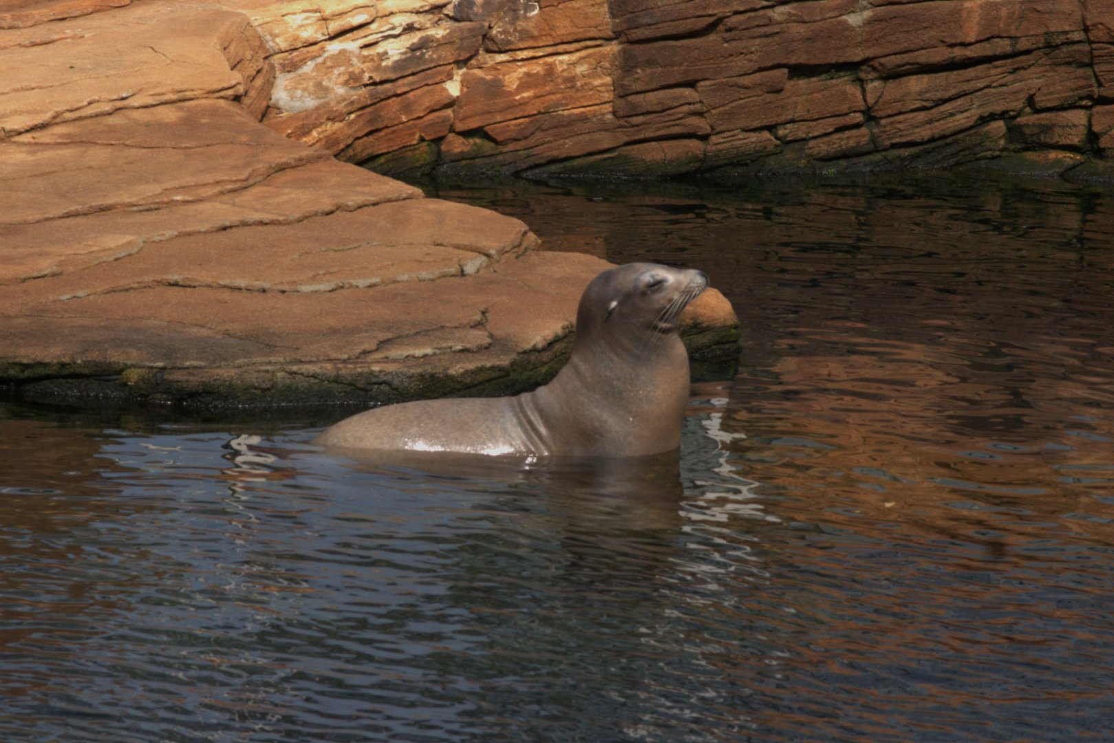 California Sea Lion (Zalophus californianus), 2025-08-23