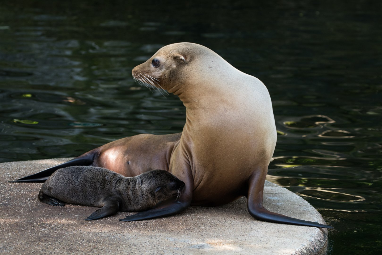 California sea lion (Zalophus californianus) "Annie" with pup