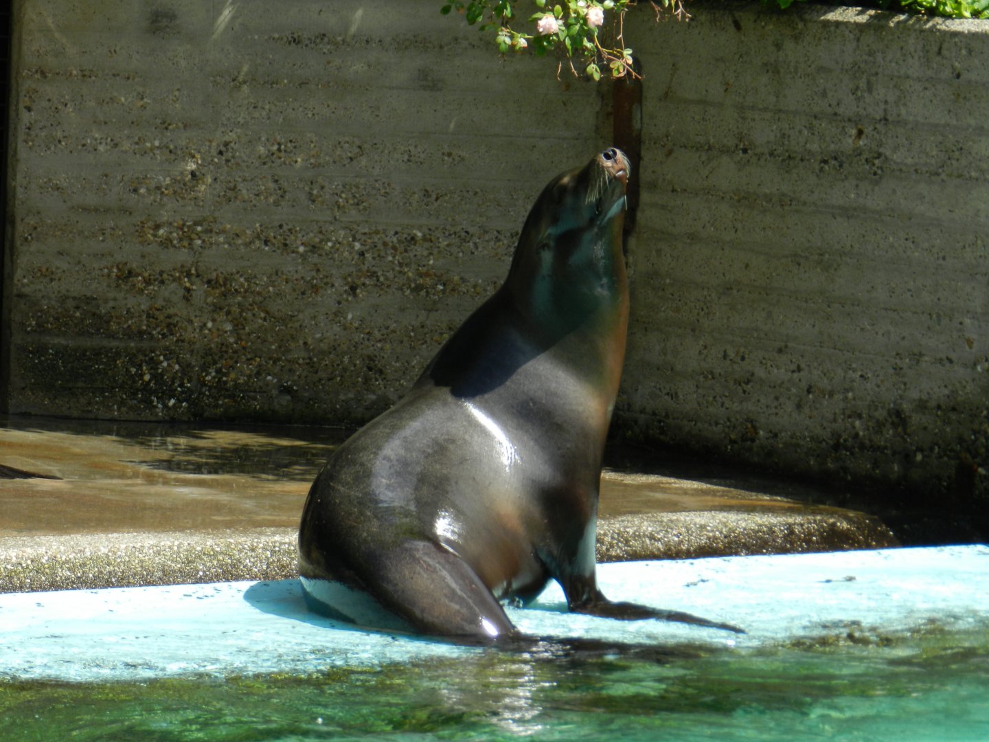 California Sea Lion (Zalophus californianus) at Artis Royal Zoo, The Netherlands