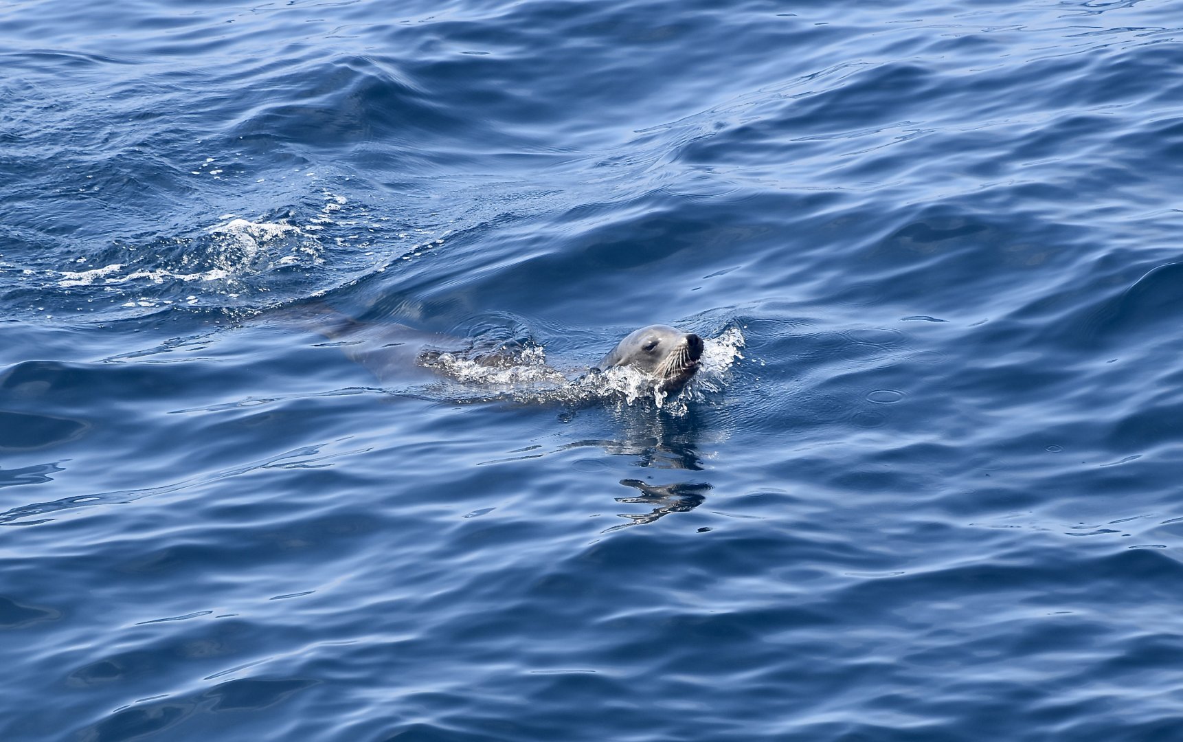 California Sea Lion (Zalophus californianus) female