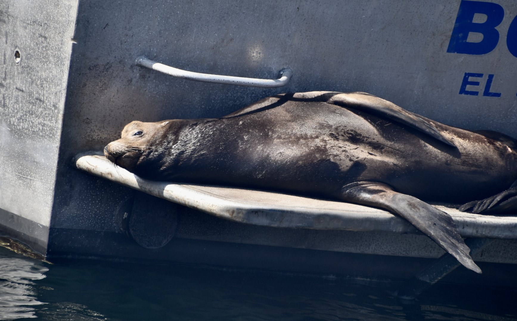 California Sea Lion (Zalophus californianus) male