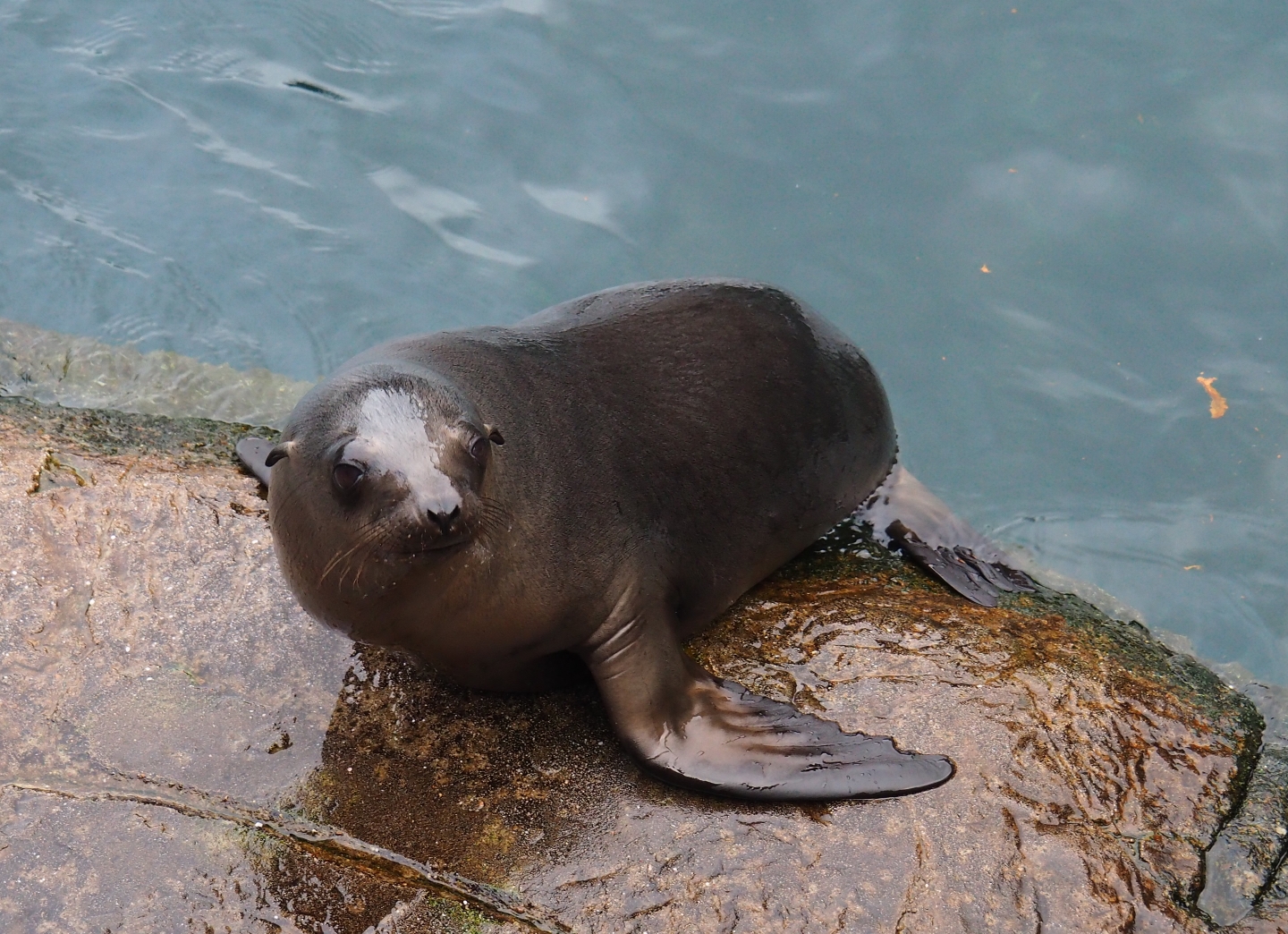 California sea lion (Zalophus californianus), Nov 10th, 2018