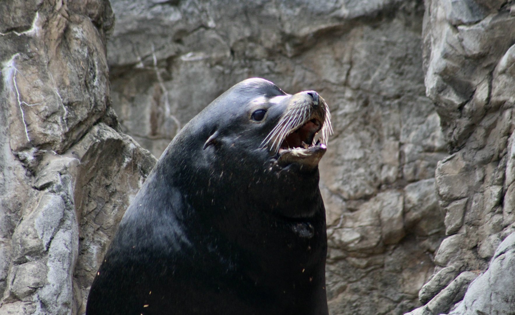 California Sea Lion (Zalophus californianus) - "Tacoma"