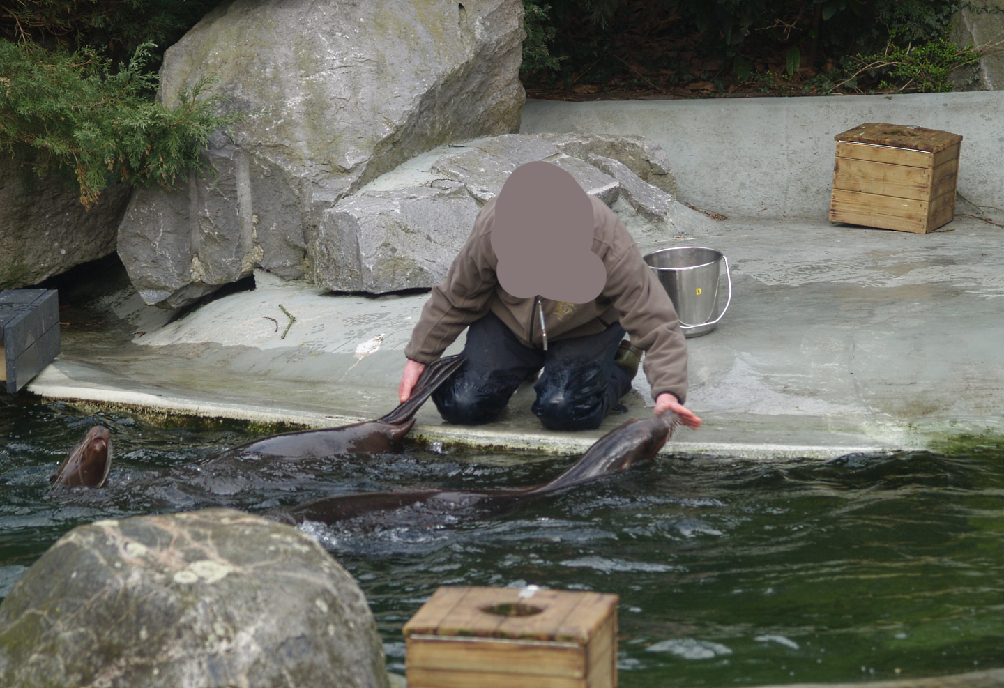 California sea lion (Zalophus californianus) training, 2008-03-01