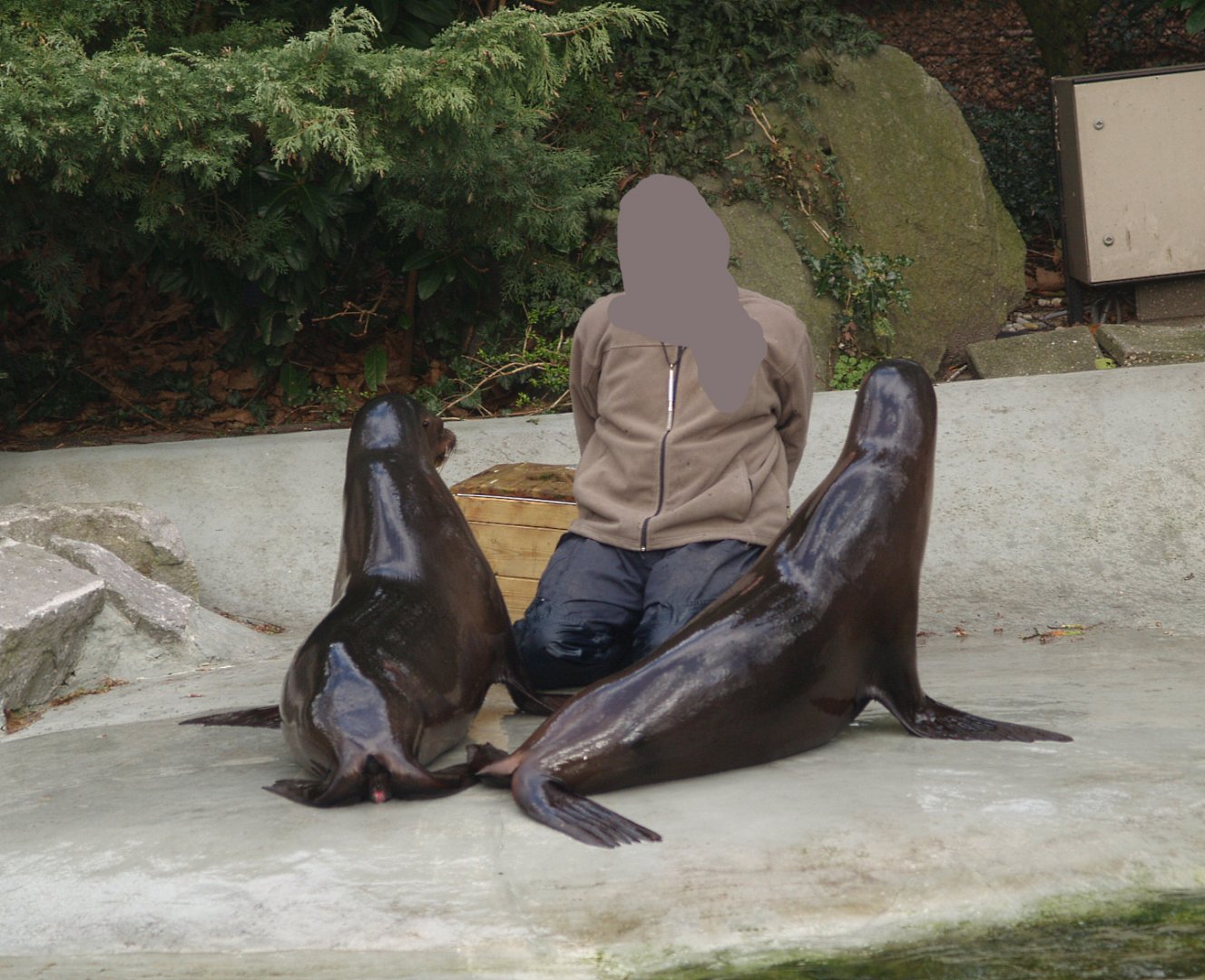 California sea lion (Zalophus californianus) training, 2008-03-01