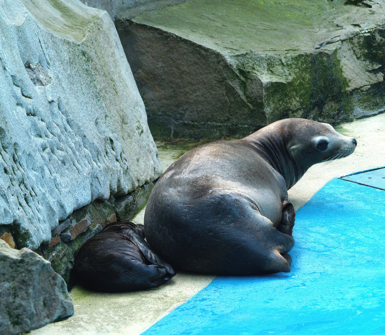 California sea lion (Zalophus californianus) with pup, 2008-08-06