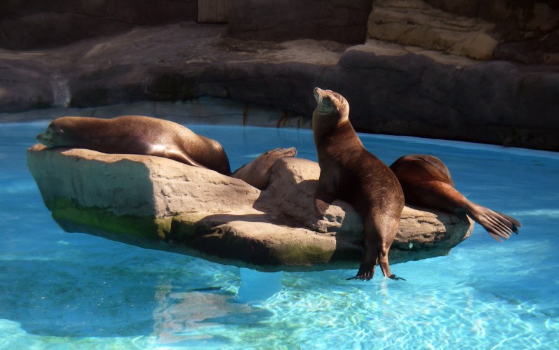 California Sea Lion (Zalophus californianus)