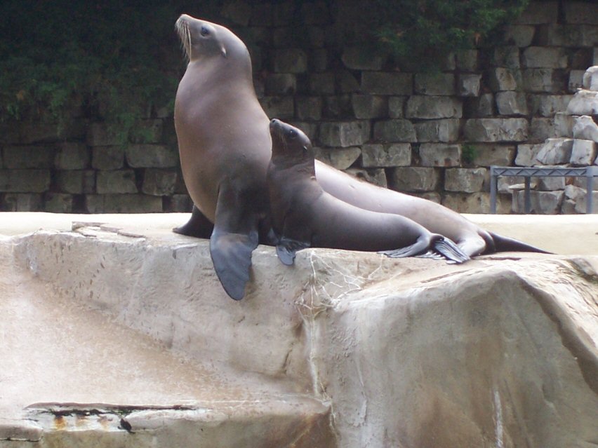 California Sea Lion (Zalophus californianus)