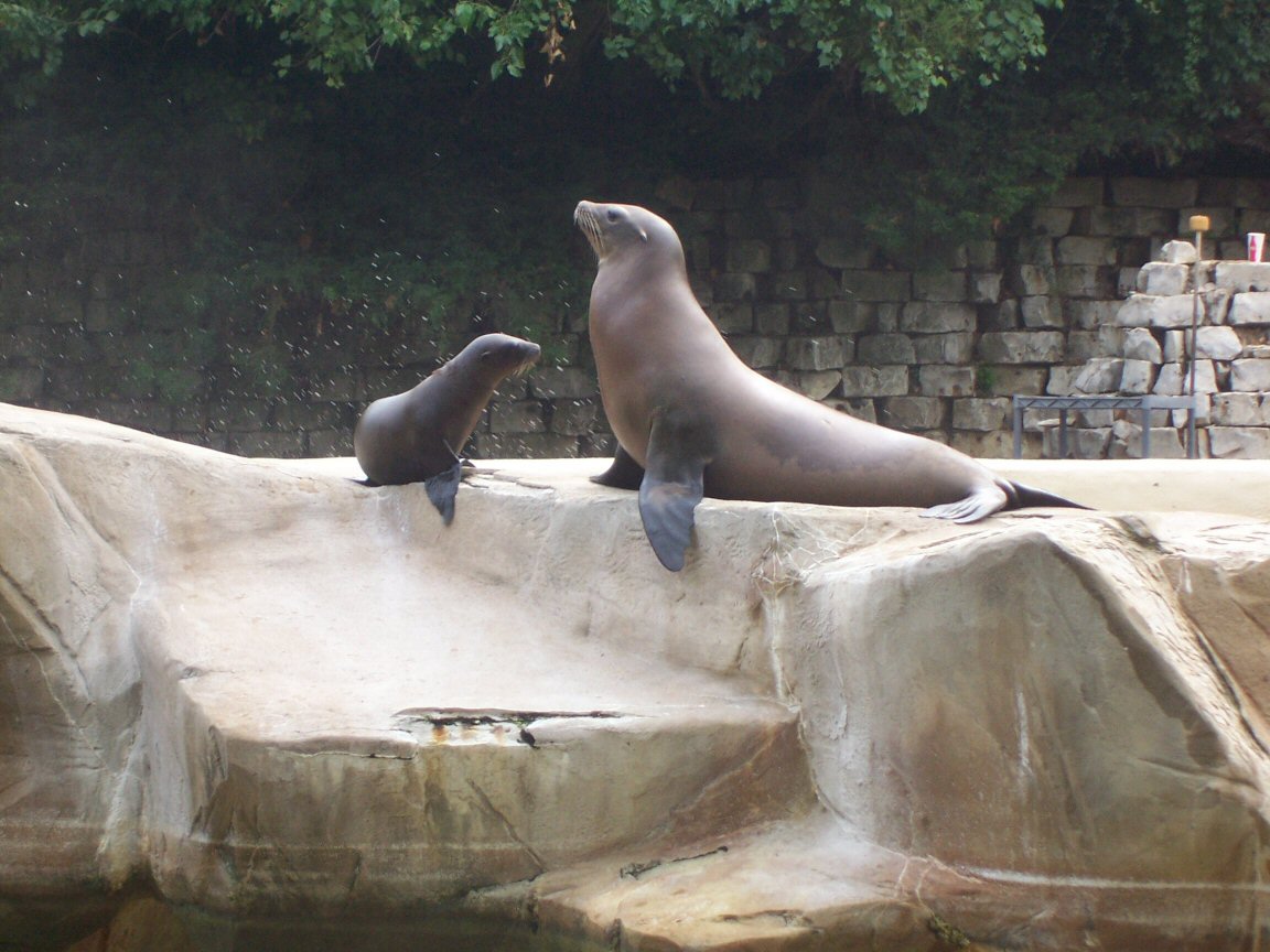 California Sea Lion (Zalophus californianus)