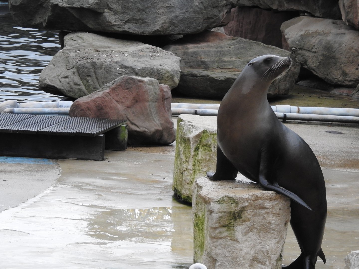California Sea Lion (Zalophus californianus)