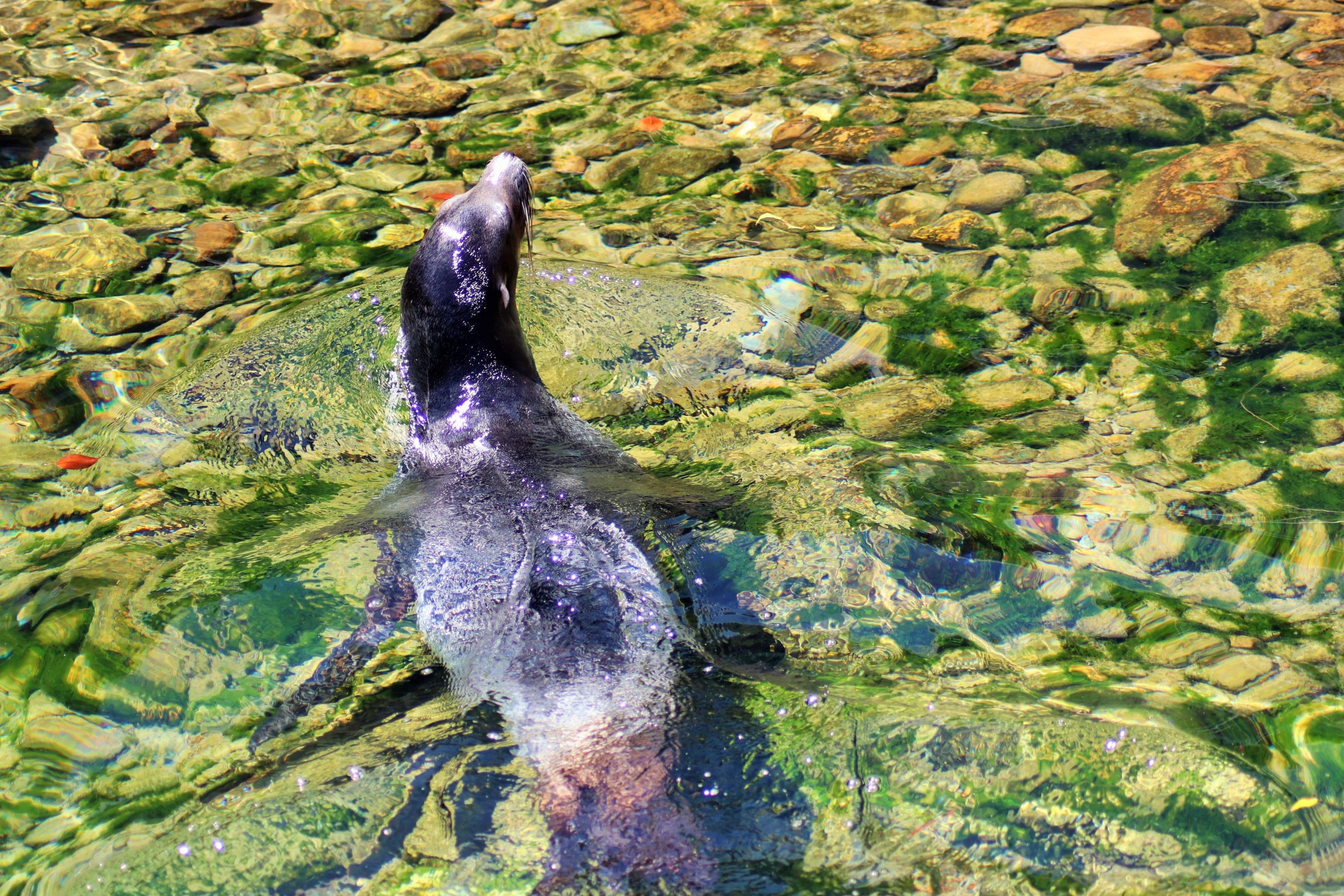 California Sea Lion (Zalophus californianus)