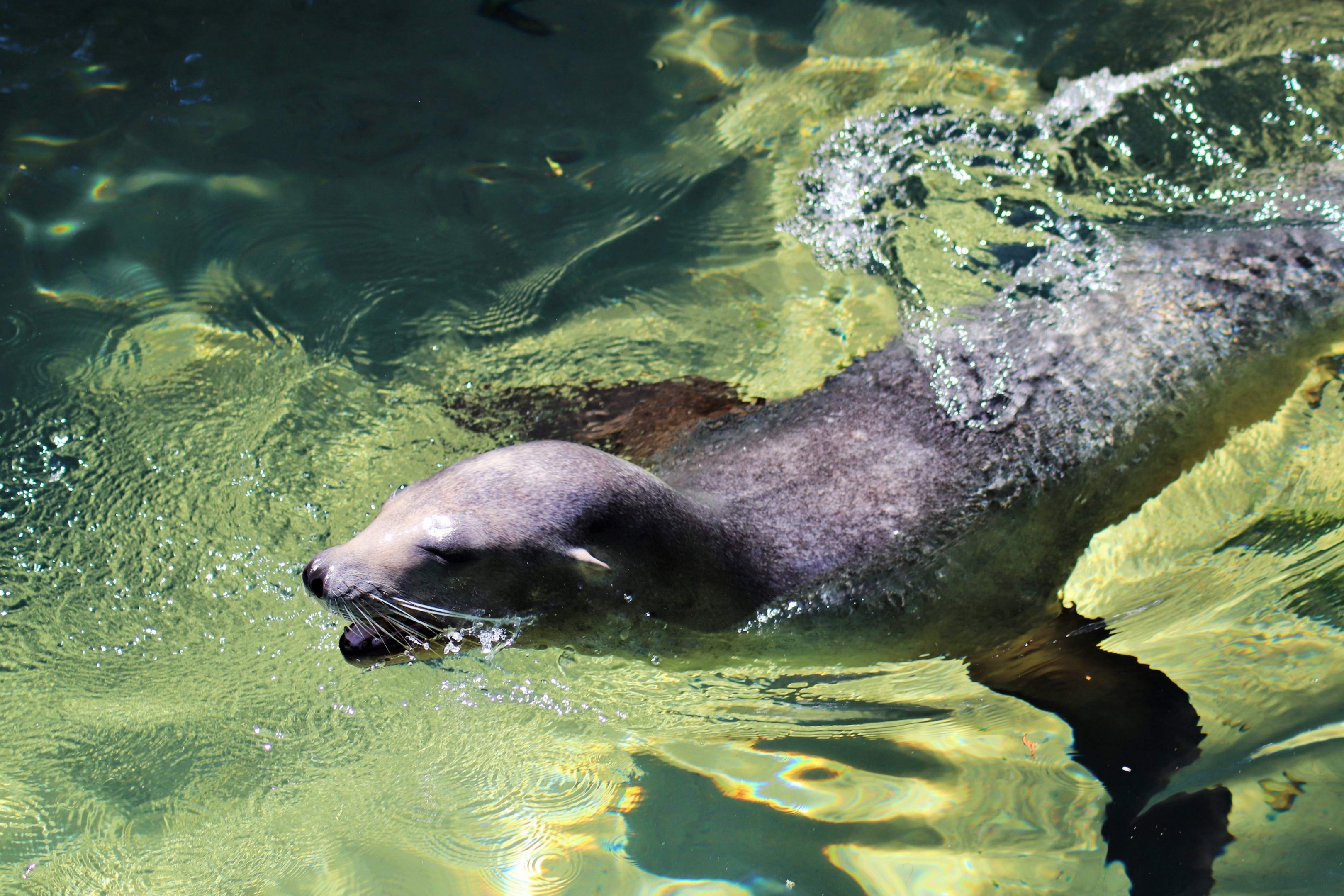 California Sea Lion (Zalophus californianus)