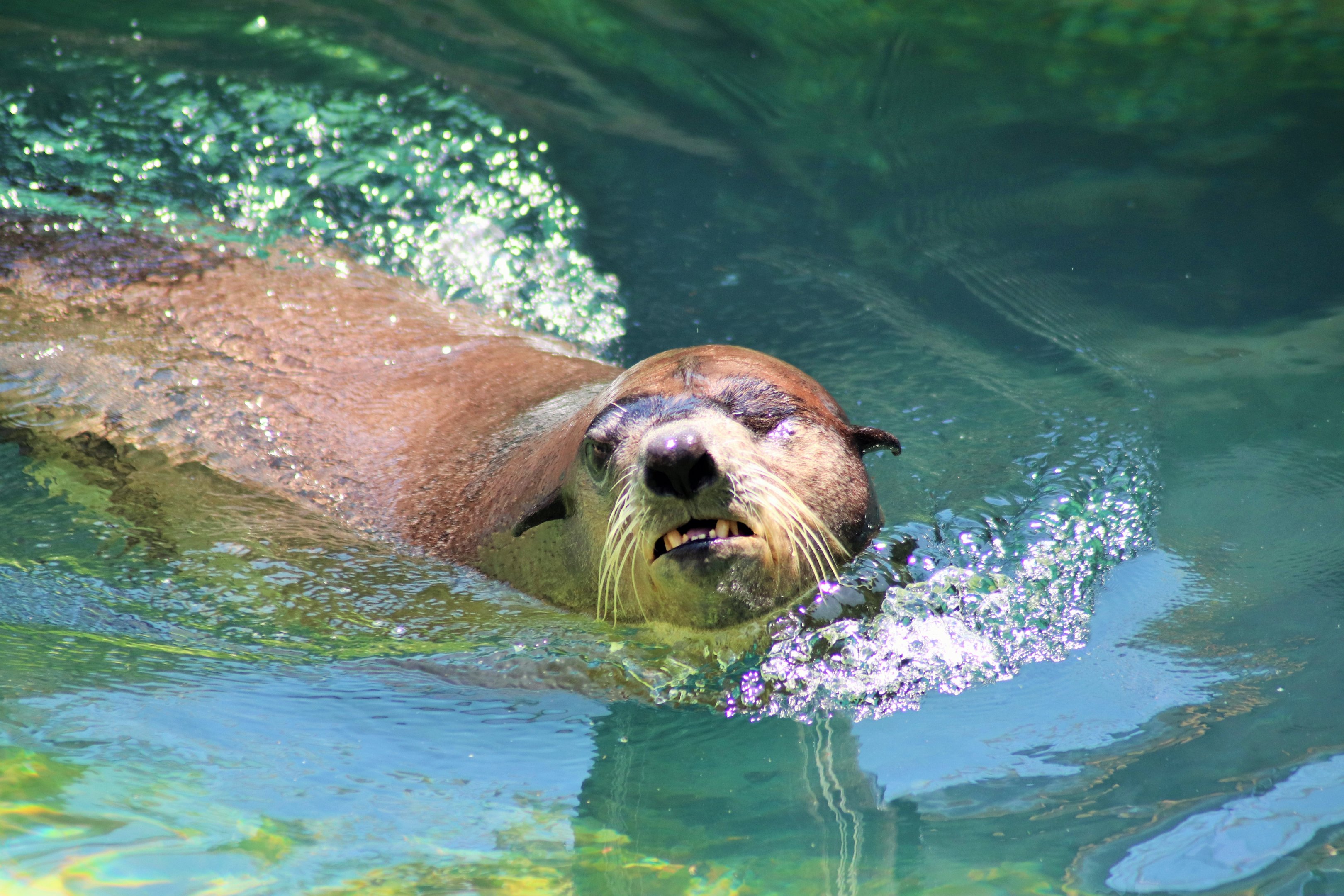 California Sea Lion (Zalophus californianus)