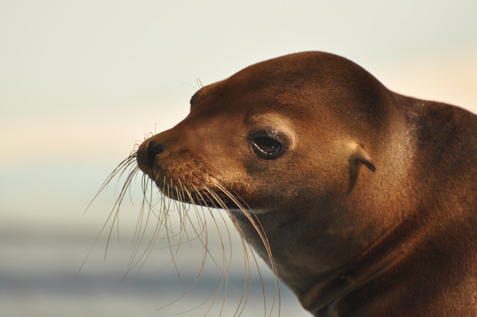California sea lion (Zalophus californianus)