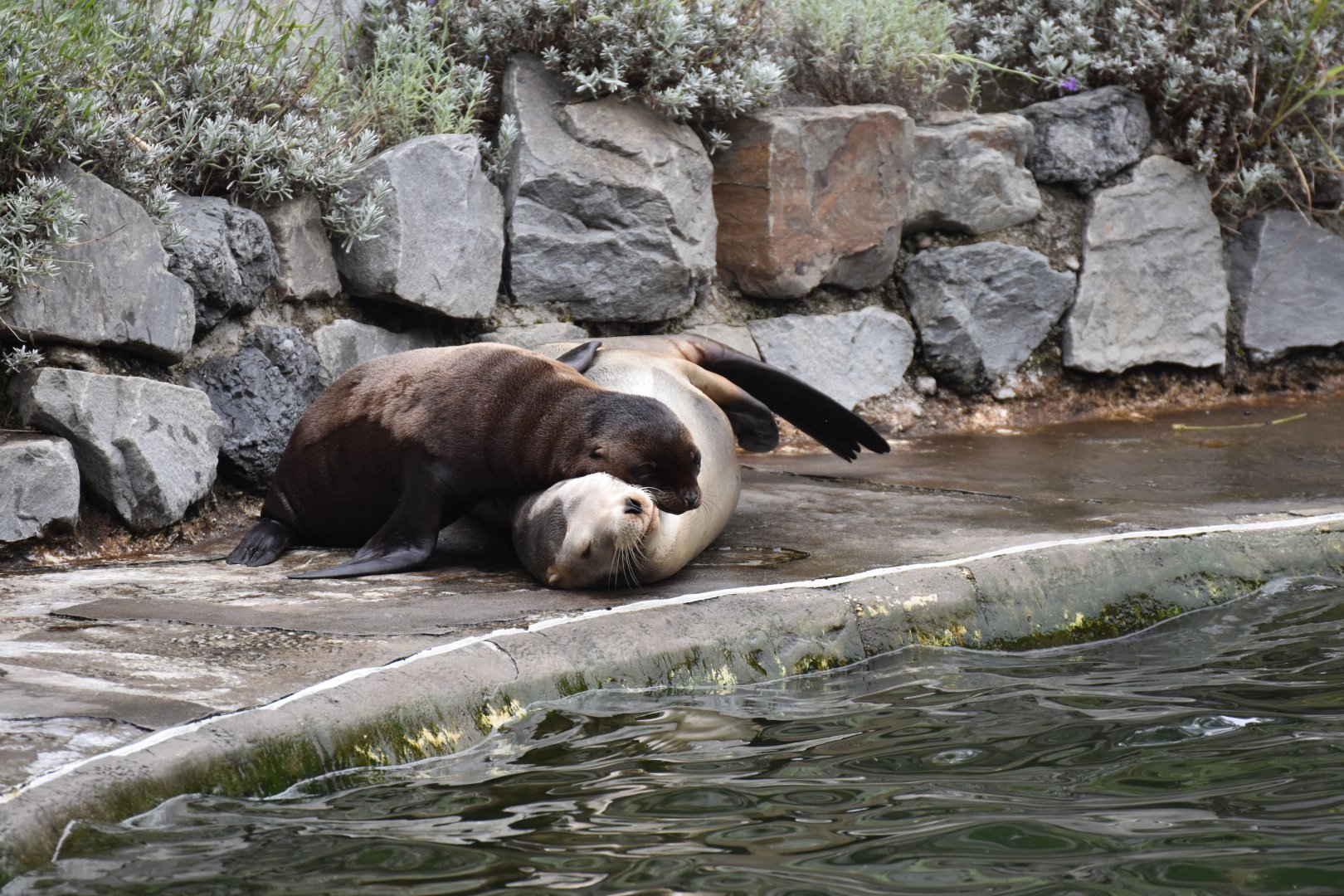 California sea lion (Zalophus californianus)