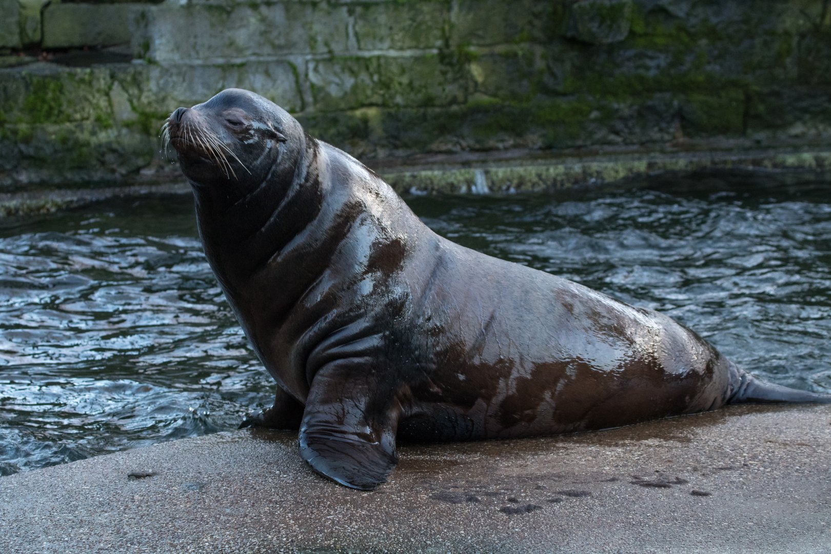 California sea lion (Zalophus californianus)