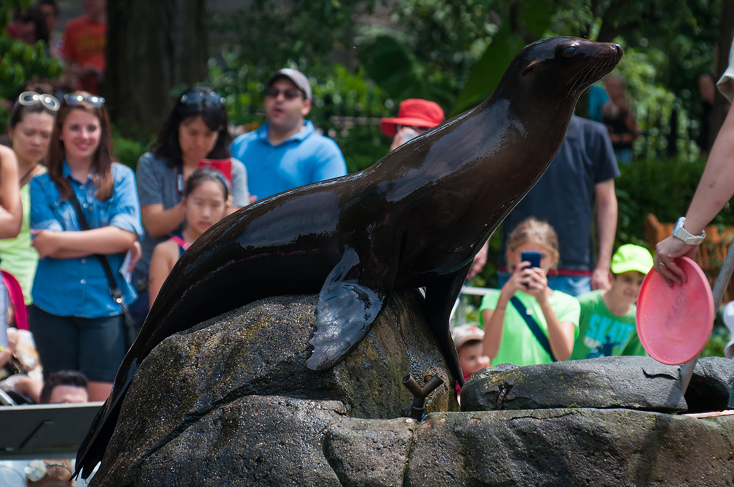 California sea lion (Zalophus californianus)