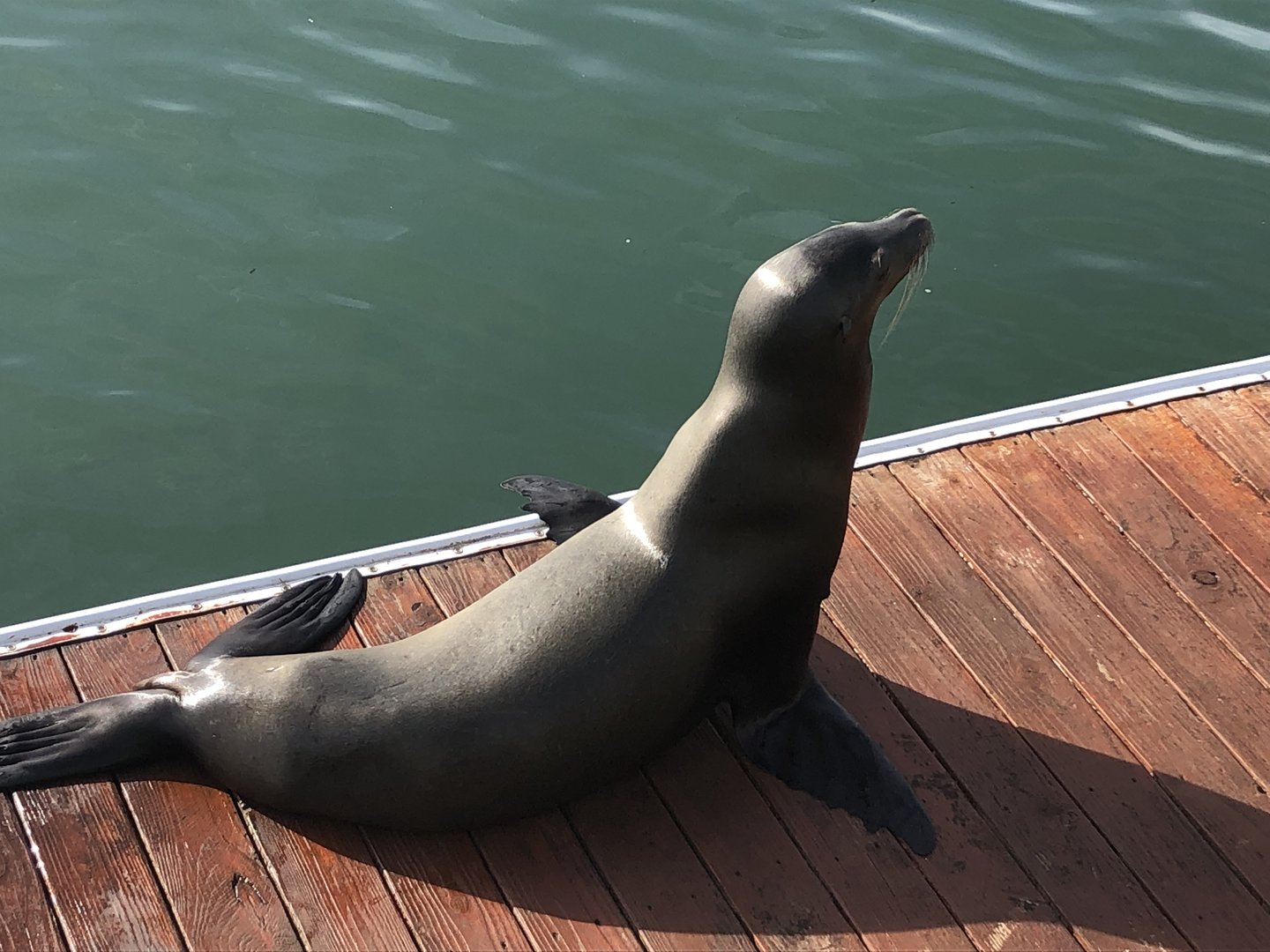 California sea lion, Zalophus californianus