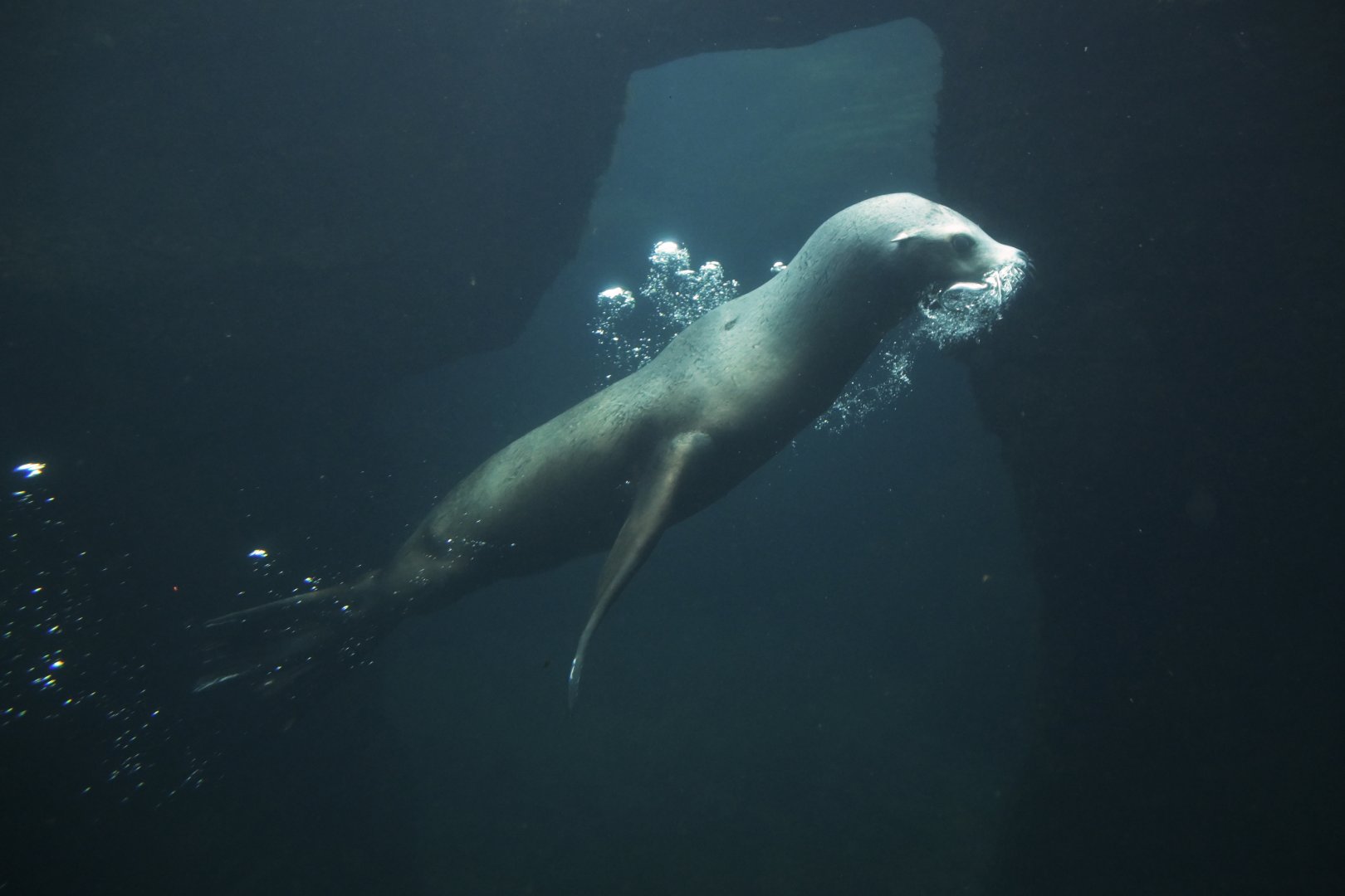 California sea lion (Zalophus californianus)