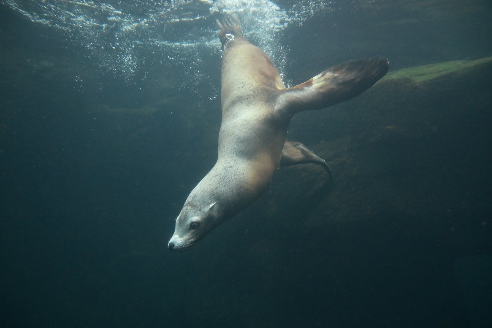California sea lion (Zalophus californianus)