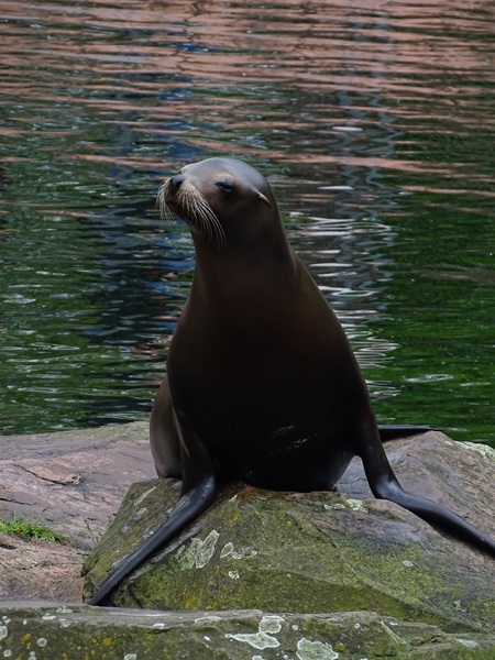 California sea lion (Zalophus californianus)