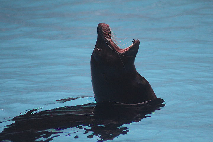 California sea lion (Zalophus californianus)