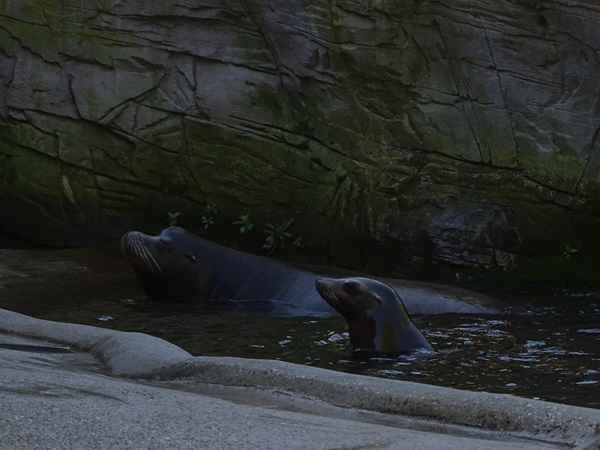 California sea lion (Zalophus californianus)