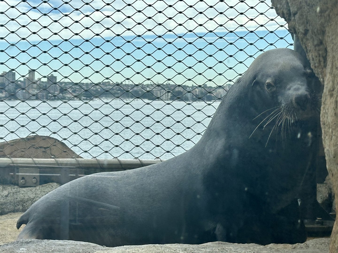 California sea lion (Zalophus californianus)